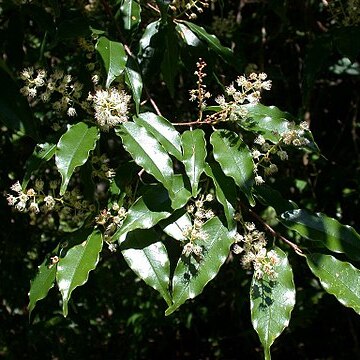 Prunus spinulosa unspecified picture