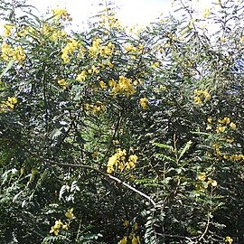 Senna acuruensis unspecified picture