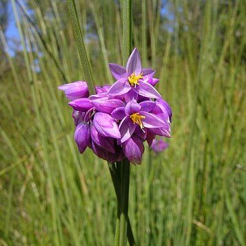 Sowerbaea juncea unspecified picture