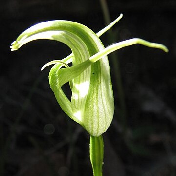 Pterostylis alpina unspecified picture