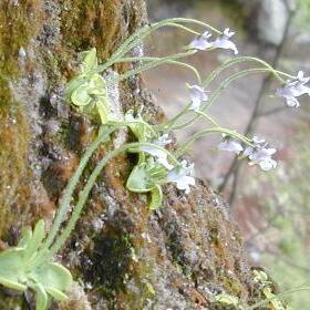 Pinguicula ramosa unspecified picture