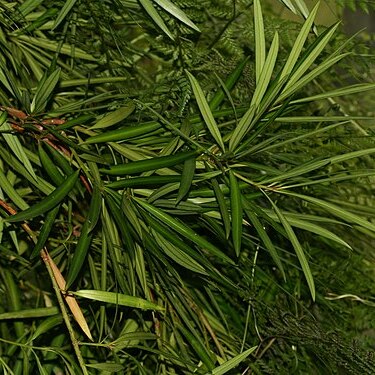 Podocarpus nakaii unspecified picture