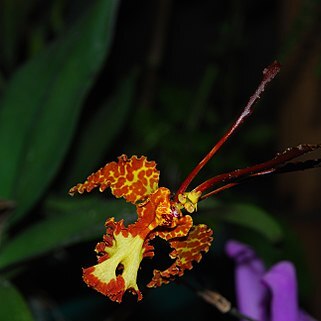 Psychopsis krameriana unspecified picture