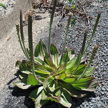 Plantago subnuda unspecified picture