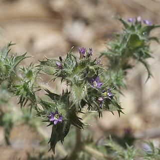 Navarretia atractyloides unspecified picture