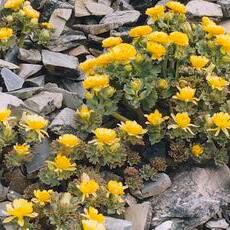 Ranunculus acraeus unspecified picture