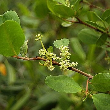 Laguncularia unspecified picture