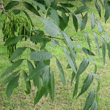 Fraxinus unspecified picture