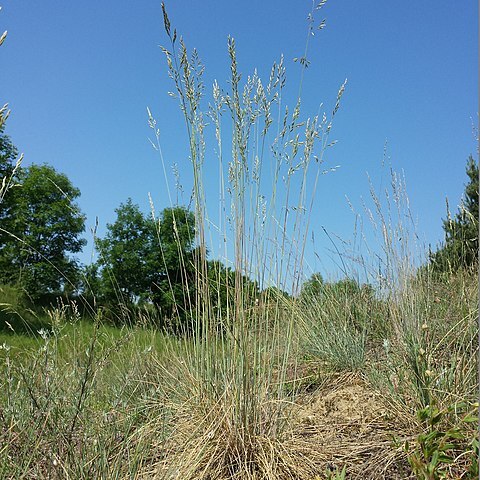 Festuca vaginata unspecified picture