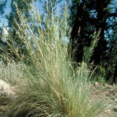 Festuca arizonica unspecified picture