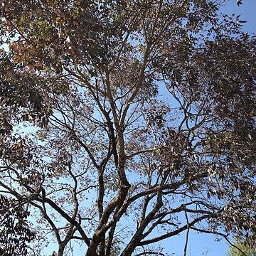 Fraxinus floribunda unspecified picture