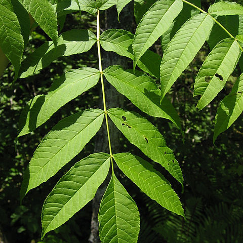 Fraxinus nigra unspecified picture