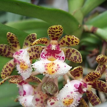 Gastrochilus unspecified picture