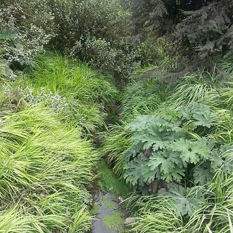 Gunnera schultesii unspecified picture