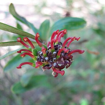 Grevillea evansiana unspecified picture