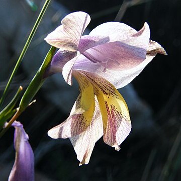 Gladiolus carinatus unspecified picture