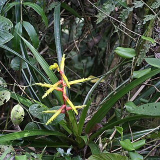 Guzmania xanthobractea unspecified picture