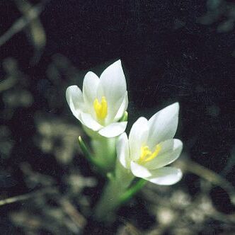 Crocus veluchensis unspecified picture