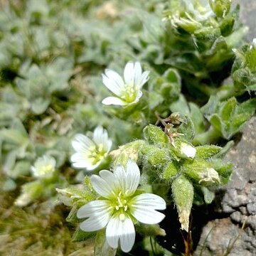 Cerastium tolucense unspecified picture