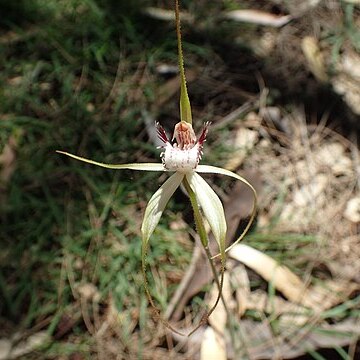 Caladenia cruscula unspecified picture