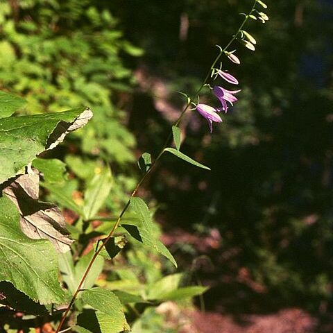 Campanulaceae unspecified picture