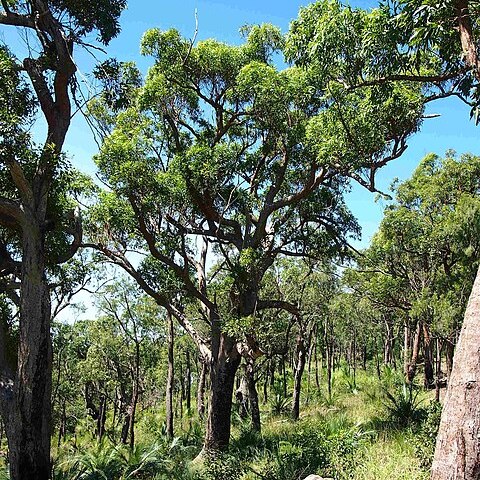 Corymbia clarksoniana unspecified picture