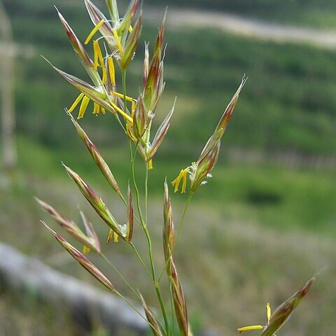 Bromus pumpellianus unspecified picture