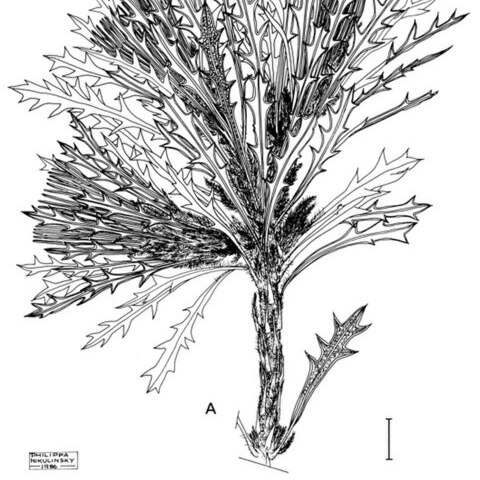 Banksia cynaroides unspecified picture