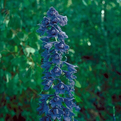 Delphinium ramosum unspecified picture