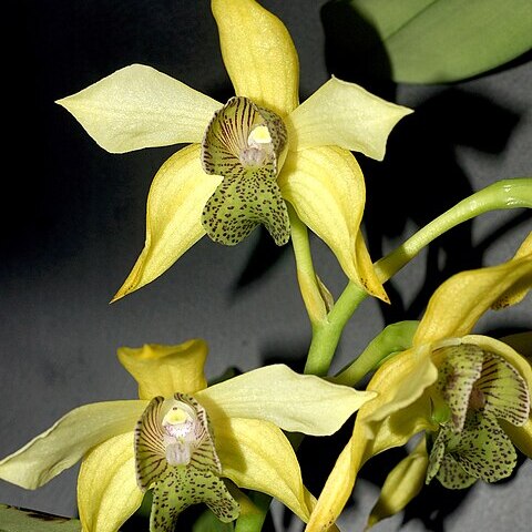 Dendrobium engae unspecified picture