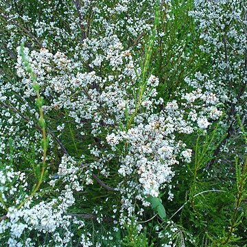 Erica leucantha unspecified picture