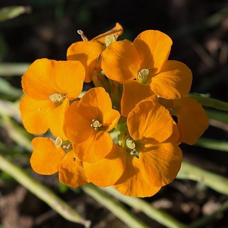 Erysimum perofskianum unspecified picture