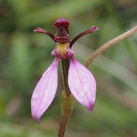 Eriochilus magenteus unspecified picture