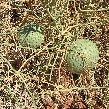 Acanthosicyos horridus unspecified picture