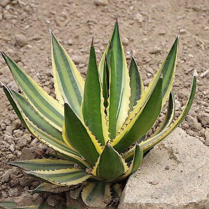 Agave triangularis unspecified picture