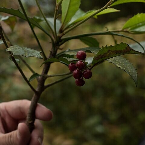 Ardisia cornudentata unspecified picture