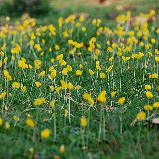 Arachis duranensis unspecified picture