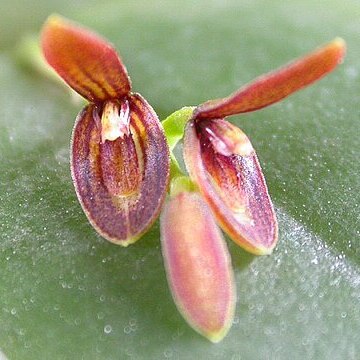 Acianthera micrantha unspecified picture