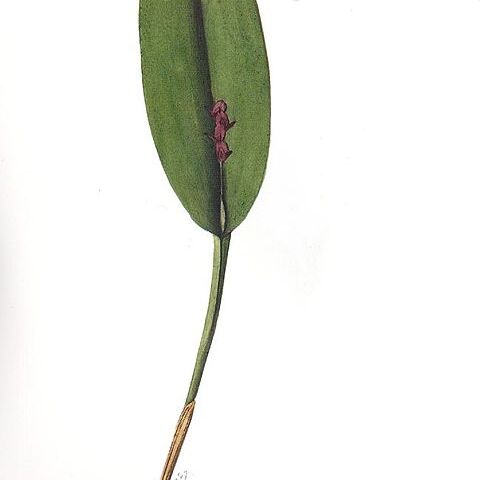 Acianthera tristis unspecified picture