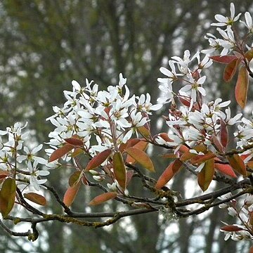 Amelanchier x grandiflora unspecified picture