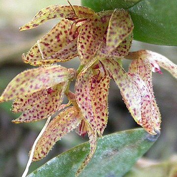 Acianthera bicornuta unspecified picture