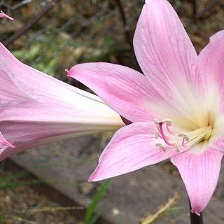 Amaryllis unspecified picture