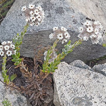 Anaxeton hirsutum unspecified picture