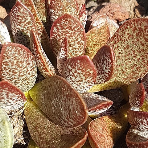 Adromischus trigynus unspecified picture