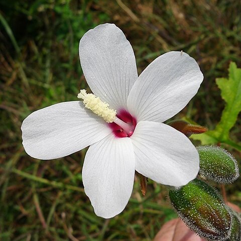 Abelmoschus ficulneus unspecified picture