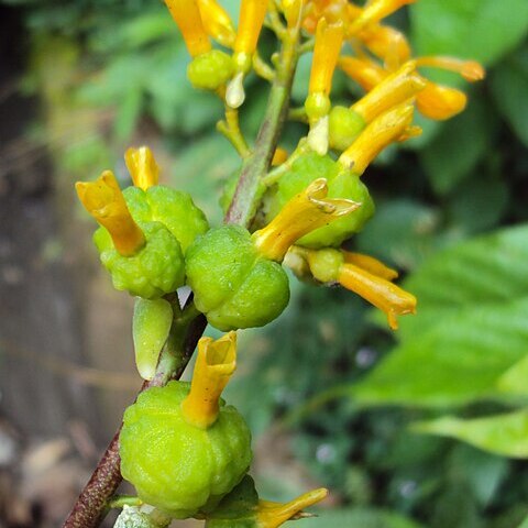 Globba sessiliflora unspecified picture