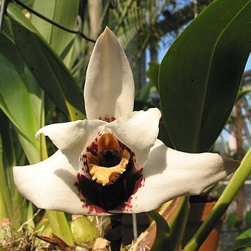 Maxillaria sanderiana unspecified picture