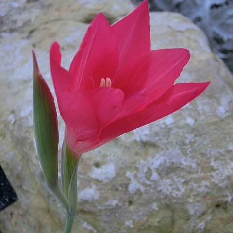 Gladiolus carmineus unspecified picture