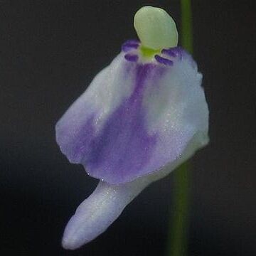 Utricularia arenaria unspecified picture