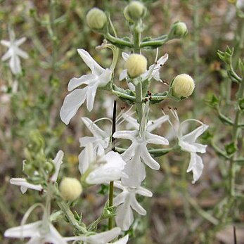 Teucrium racemosum unspecified picture